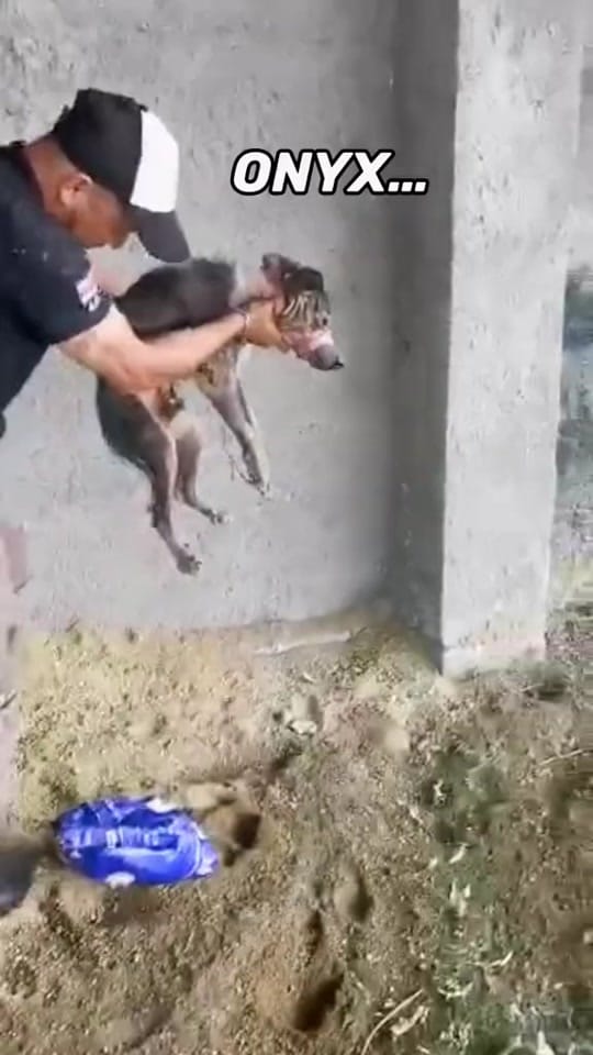 Post 8 by Fuerza Animalia on TikTok (video)