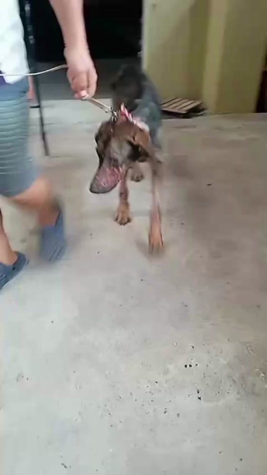 Post 3 by Fuerza Animalia on TikTok (video)