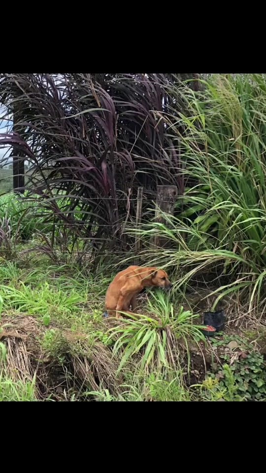 Post 9 by Fuerza Animalia on TikTok (video)