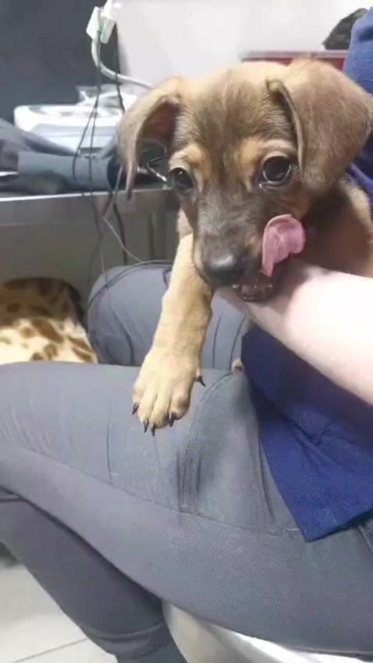 Post 2 by Fuerza Animalia on TikTok (video)