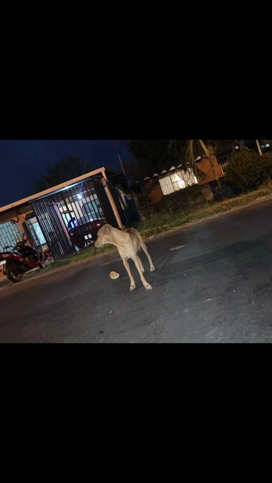 Post 4 by Fuerza Animalia on TikTok (video)