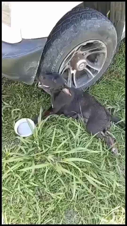 Post 5 by Fuerza Animalia on TikTok (video)