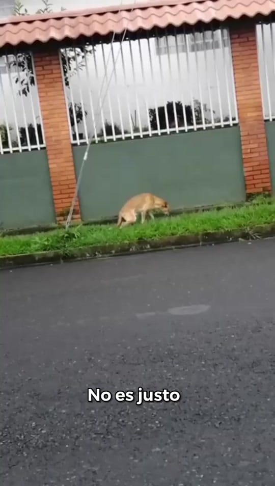 Post 10 by Fuerza Animalia on TikTok (video)