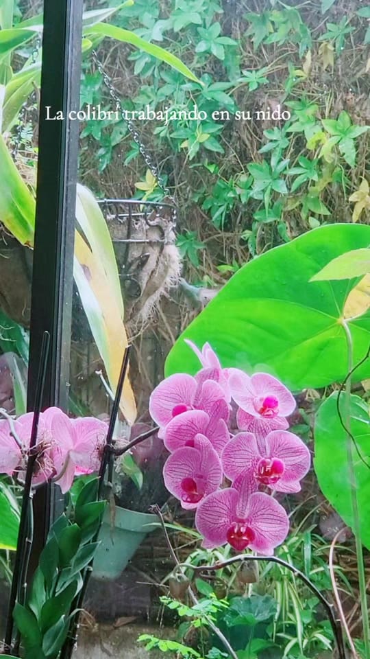Post 4 by RON - TICO🇨🇷 on TikTok (video)