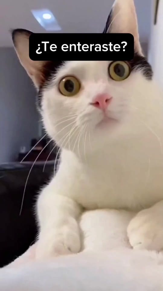 Post 5 by CellGame on TikTok (video)