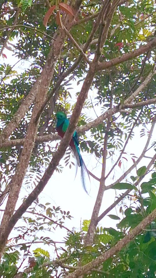 Post 6 by Quetzal Tours CR🇨🇷 on TikTok (video)