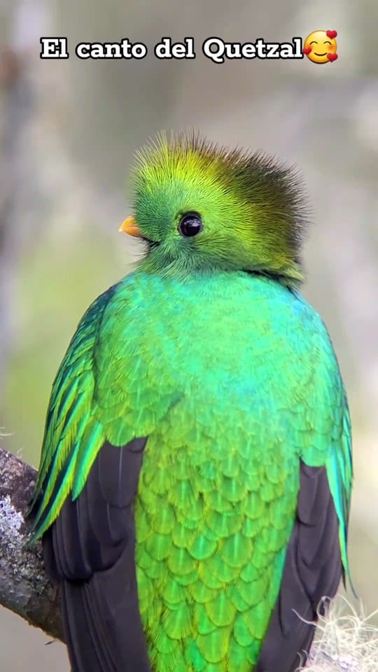 Post 8 by Quetzal Tours CR🇨🇷 on TikTok (video)