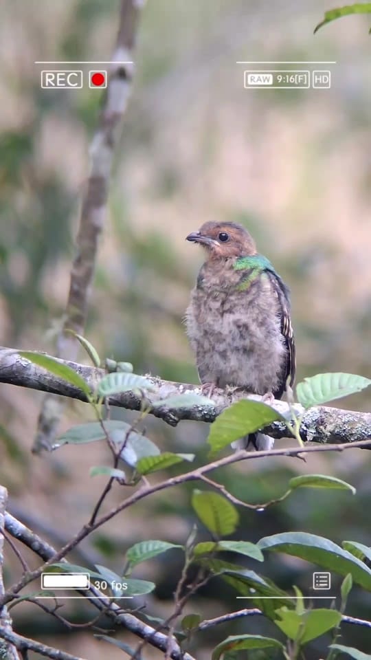 Post 3 by Quetzal Tours CR🇨🇷 on TikTok (video)