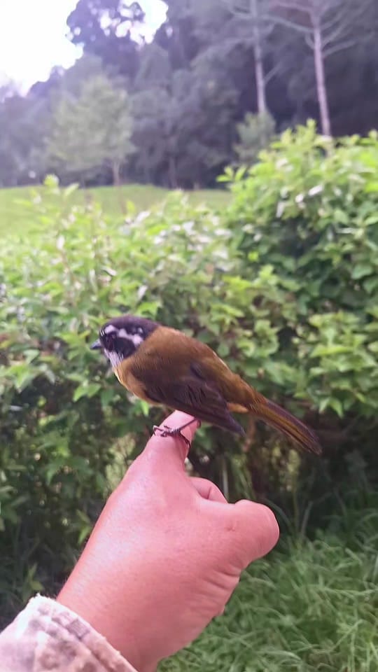 Post 1 by Quetzal Tours CR🇨🇷 on TikTok (video)