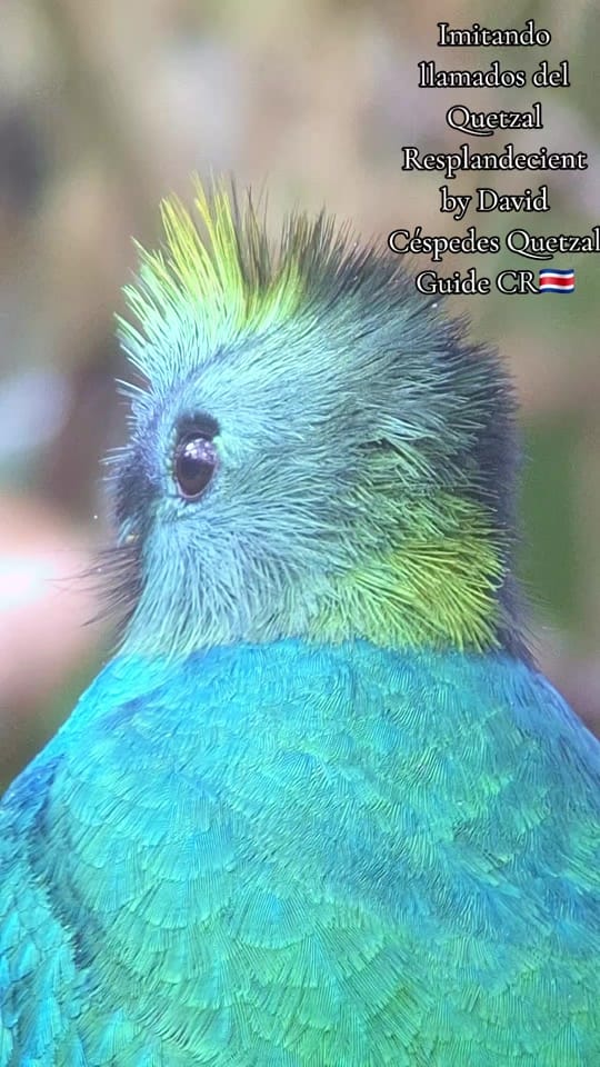 Post 4 by Quetzal Tours CR🇨🇷 on TikTok (video)