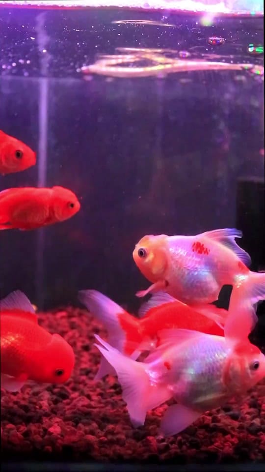 Post 1 by Zootienda on TikTok (video)