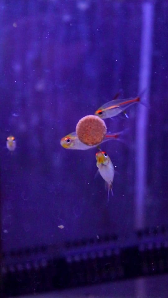 Post 7 by Zootienda on TikTok (video)
