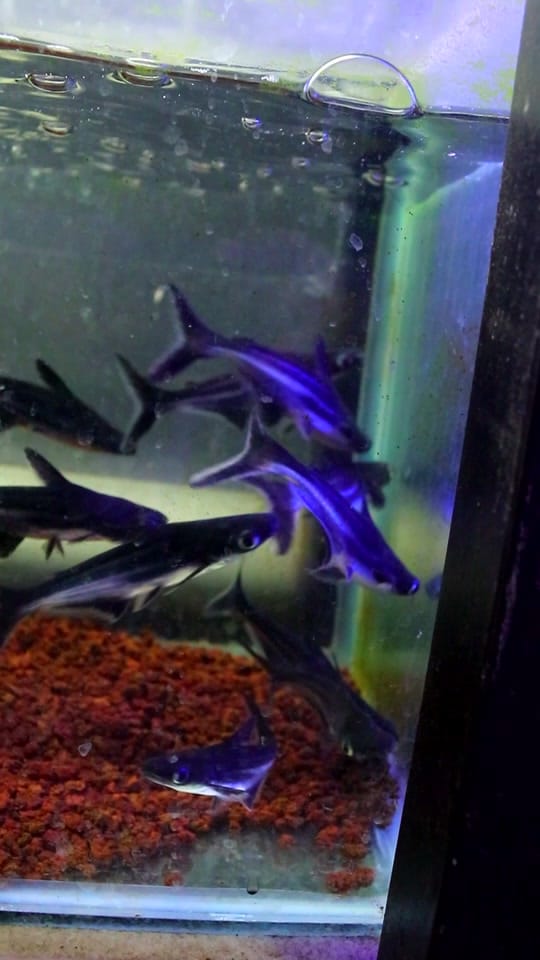 Post 9 by Zootienda on TikTok (video)