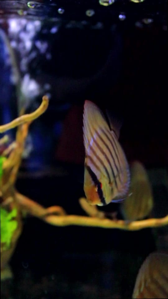 Post 4 by Zootienda on TikTok (video)