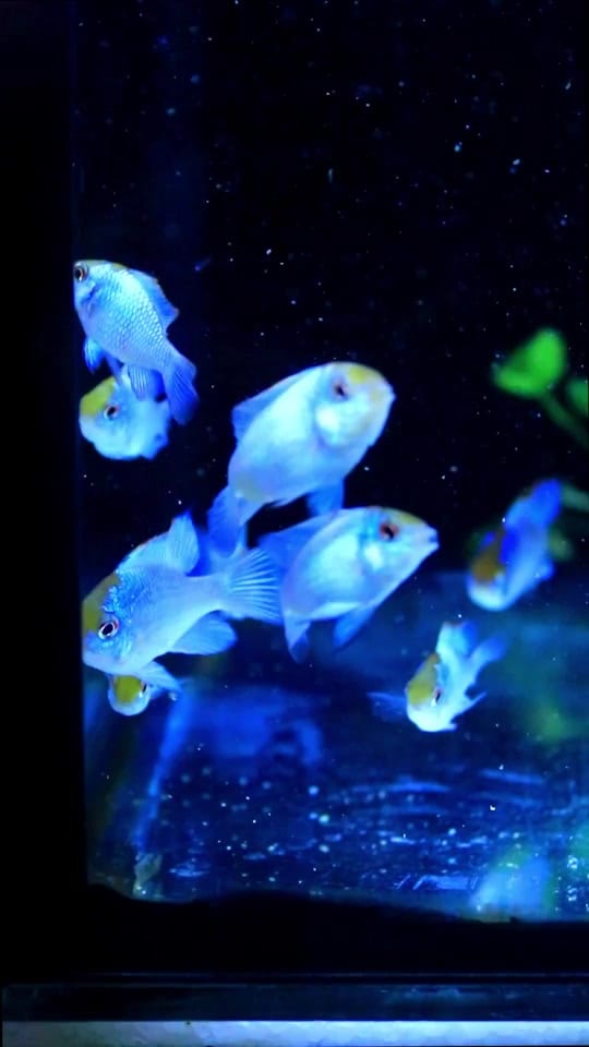 Post 5 by Zootienda on TikTok (video)