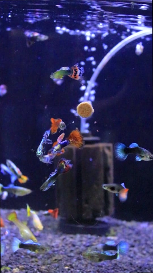 Post 3 by Zootienda on TikTok (video)