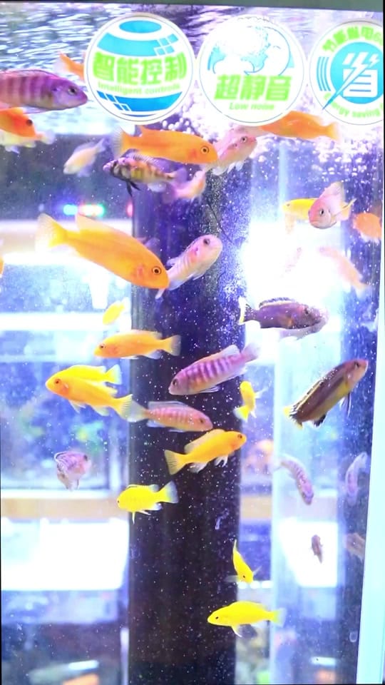 Post 2 by Zootienda on TikTok (video)