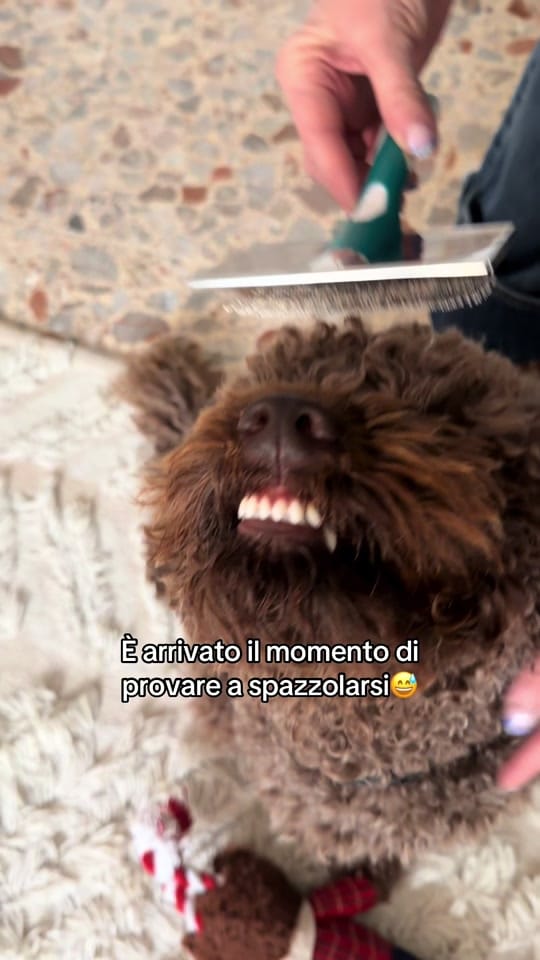 Post 7 by Federicasarchioto on TikTok (video)