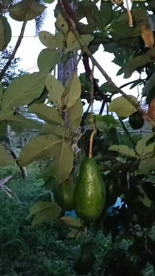 Post 3 by 🇨🇷𝓚𝓪𝓻𝓵𝓪 💋𝓖𝓮𝓶𝓮𝓵𝓪 on TikTok (video)