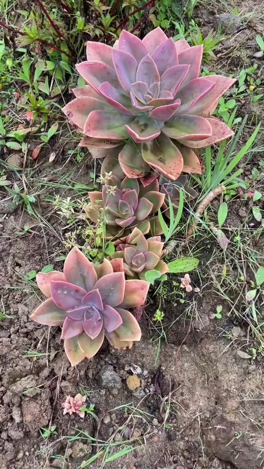 Post 9 by Cabañas Villas del Roble on TikTok (video)
