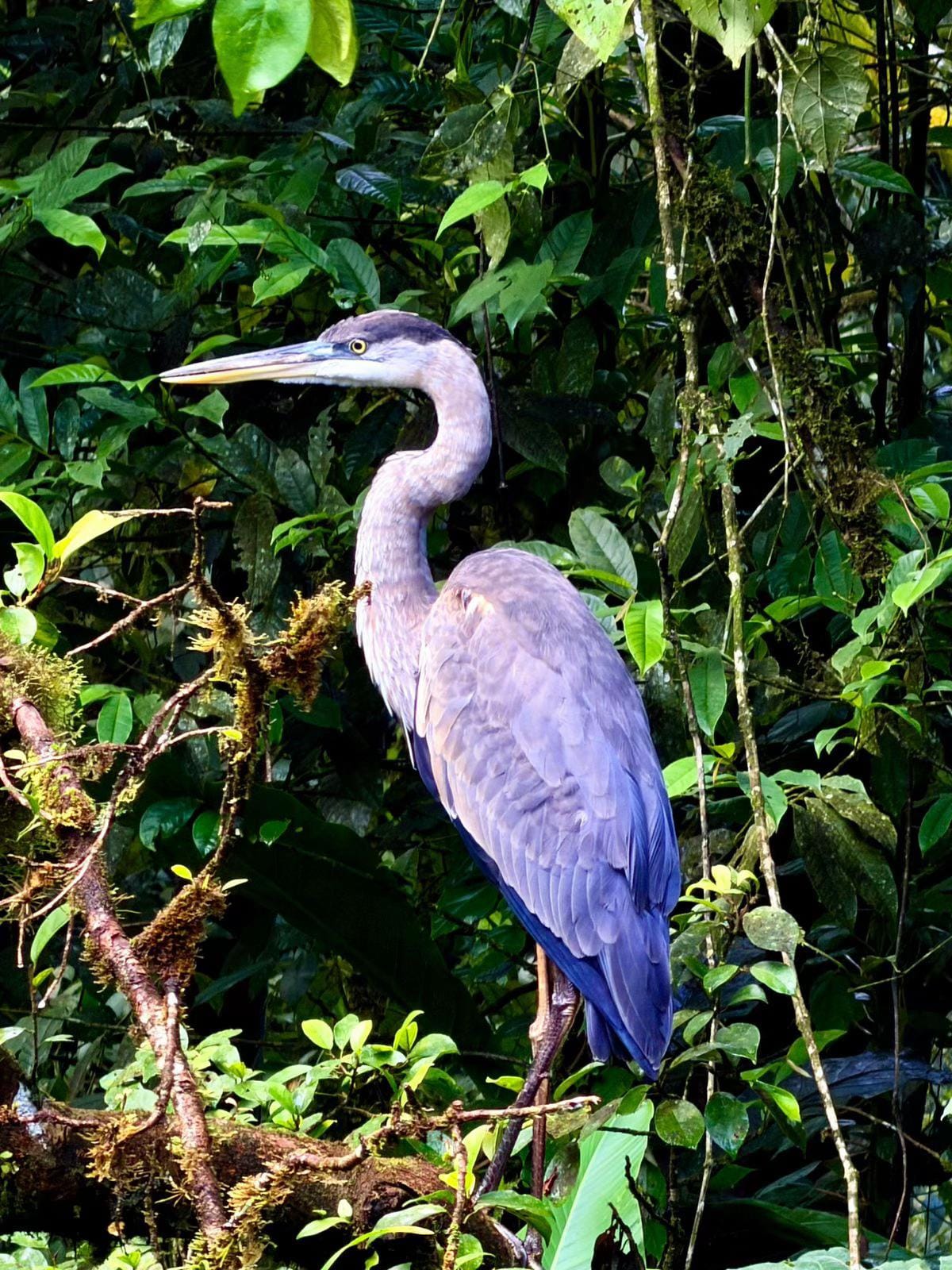 Post 2 by Magic Villages Costa Rica on TikTok (video)