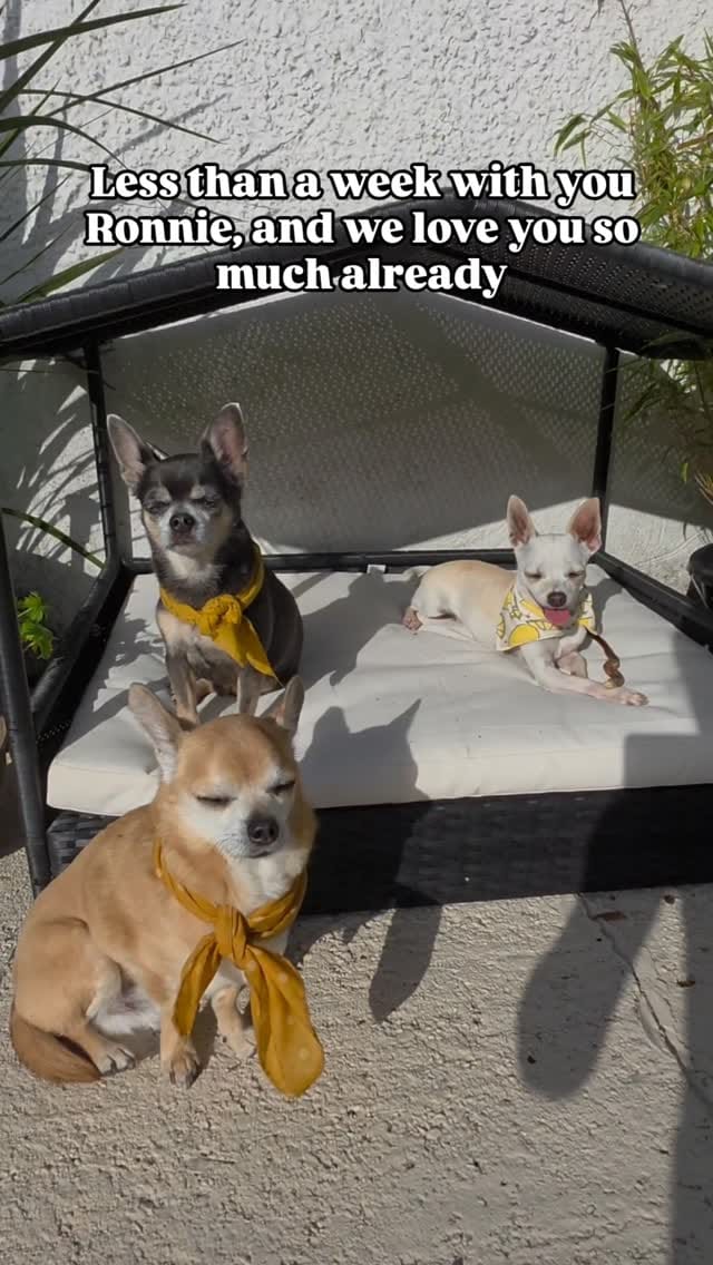 Post 10 by 🦊  EDDIE, MILO 🐵 AND RONNIE 🐭 account run by Amy Jones on Instagram (video)