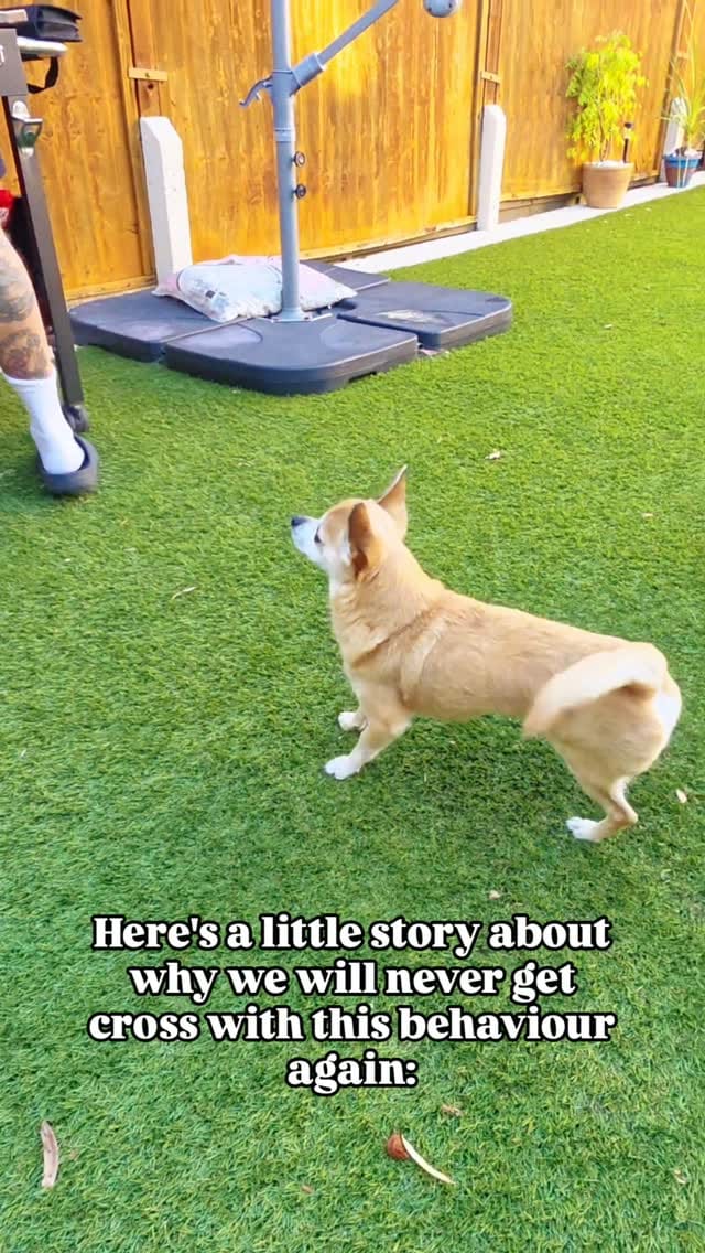 Post 2 by 🦊  EDDIE, MILO 🐵 AND RONNIE 🐭 account run by Amy Jones on Instagram (video)