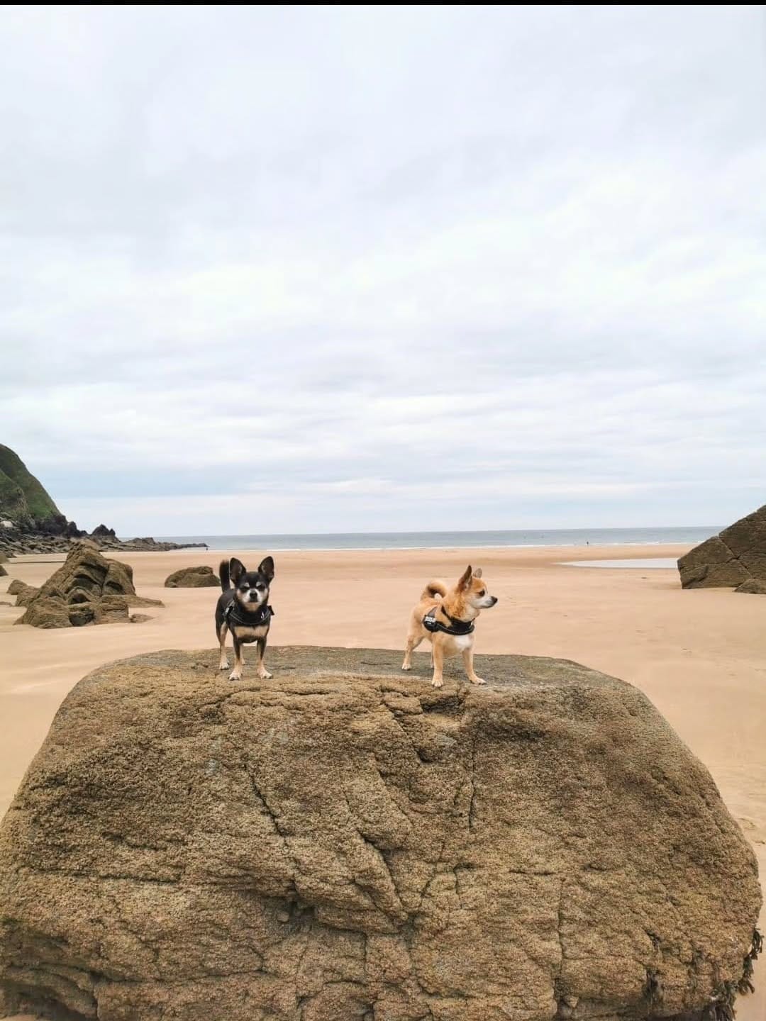 Post 5 by 🦊  EDDIE, MILO 🐵 AND RONNIE 🐭 account run by Amy Jones on Instagram (image)