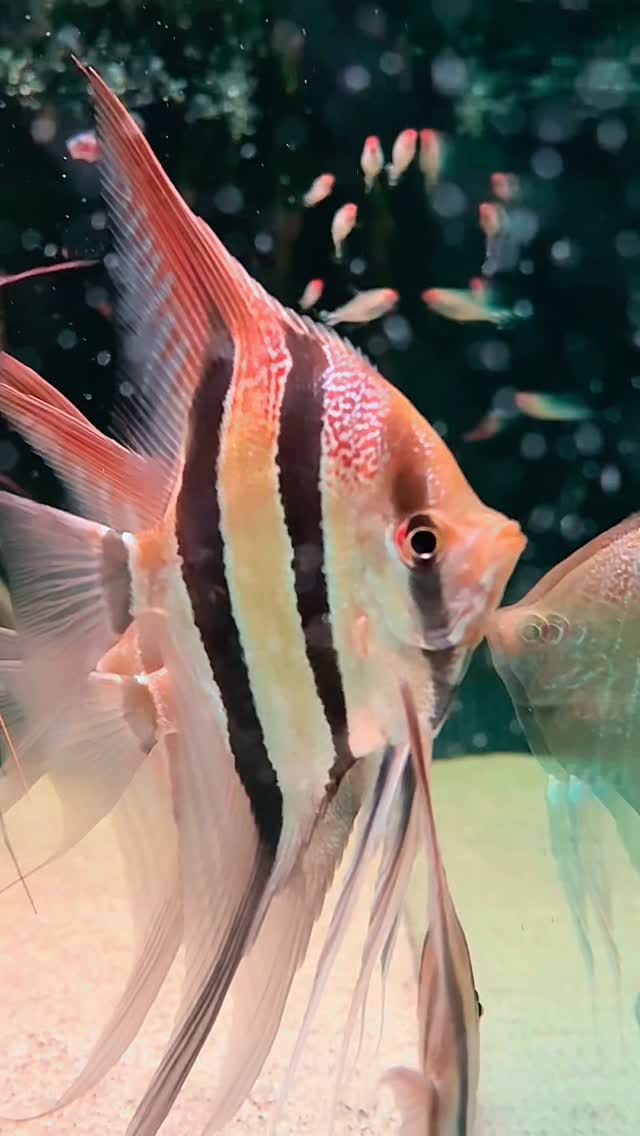 Post 8 by LA ACADEMIA DEL ACUARIO on Instagram (video)