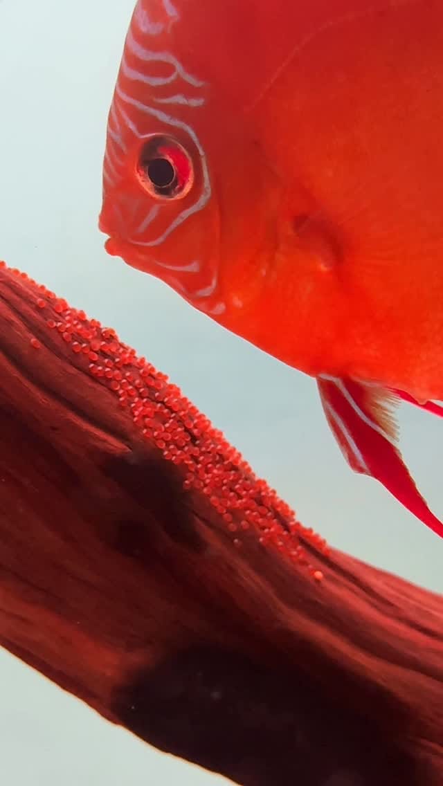 Post 3 by LA ACADEMIA DEL ACUARIO on Instagram (video)