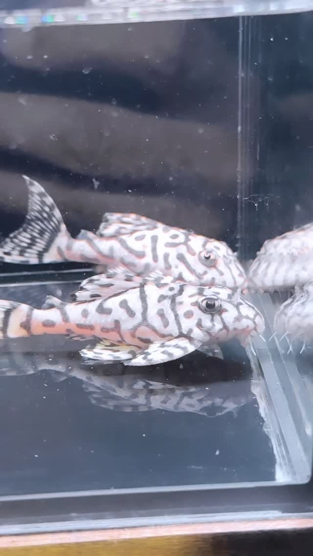 Post 5 by LA ACADEMIA DEL ACUARIO on Instagram (video)