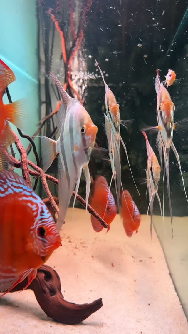 Post 6 by LA ACADEMIA DEL ACUARIO on Instagram (video)
