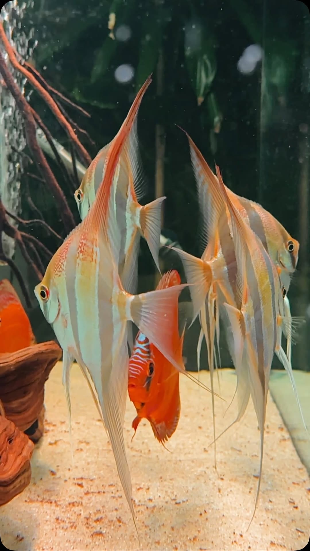 Post 2 by LA ACADEMIA DEL ACUARIO on Instagram (video)