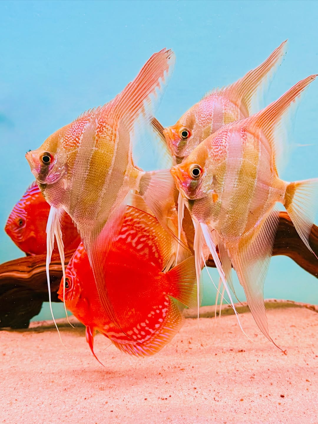 Post 4 by LA ACADEMIA DEL ACUARIO on Instagram (image)