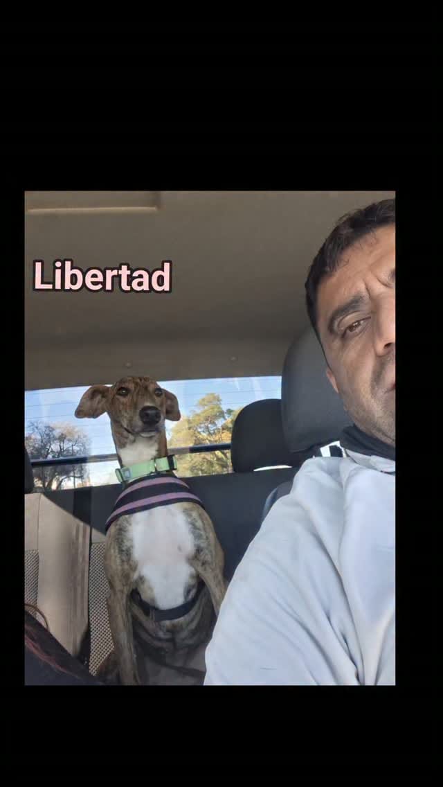 Post 3 by Ezequiel Kelo | Rescatista animal on Instagram (video)