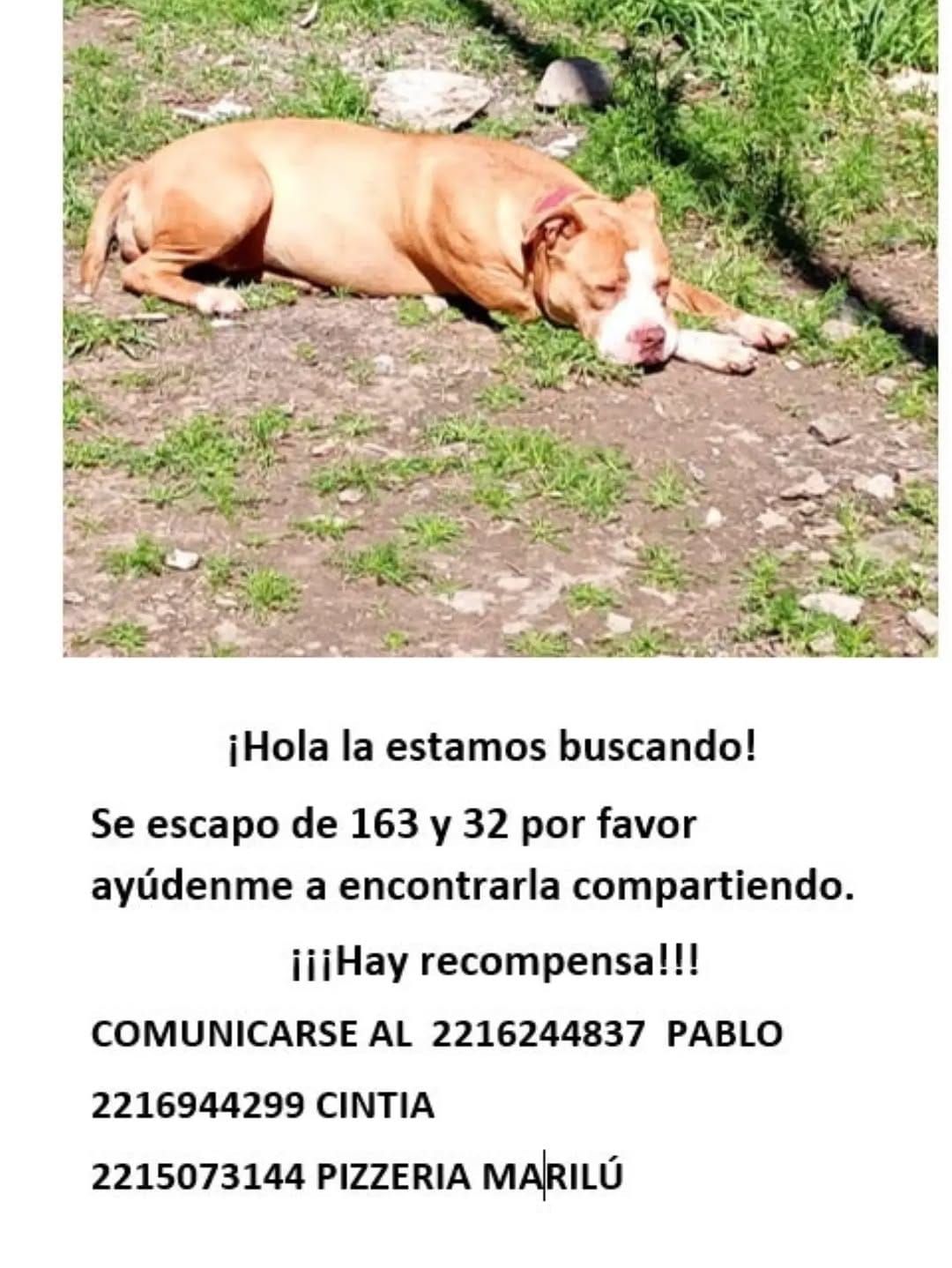 Post 1 by Ezequiel Kelo | Rescatista animal on Instagram (carousel)