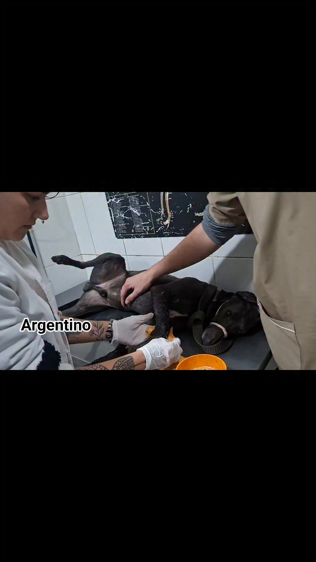Post 9 by Ezequiel Kelo | Rescatista animal on Instagram (video)