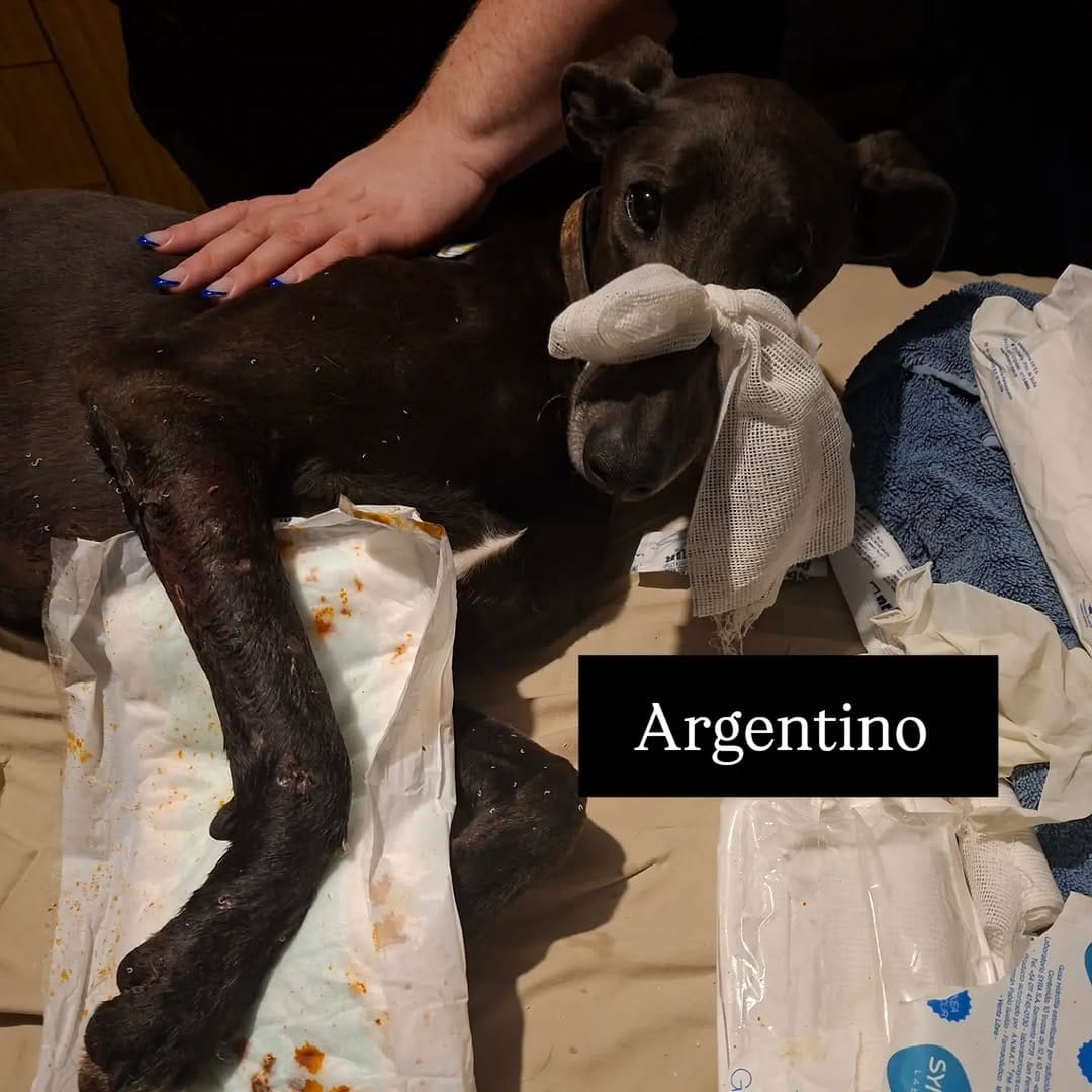 Post 6 by Ezequiel Kelo | Rescatista animal on Instagram (image)