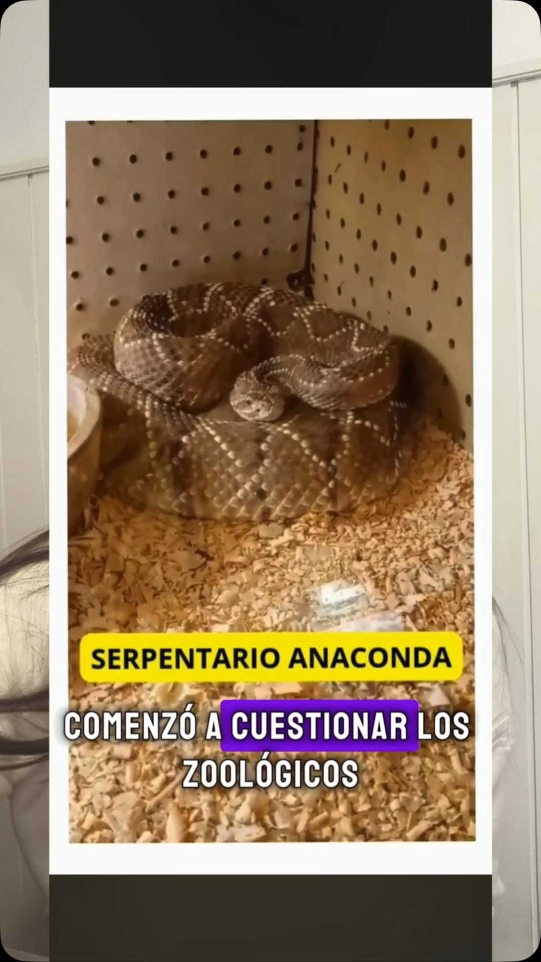 Post 8 by Ezequiel Kelo | Rescatista animal on Instagram (video)