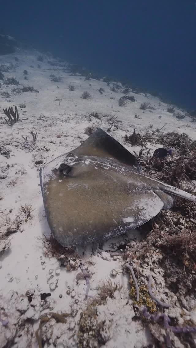 Post 6 by Malek | PRINTS+WHALE SHARKS EXPEDITION on Instagram (video)