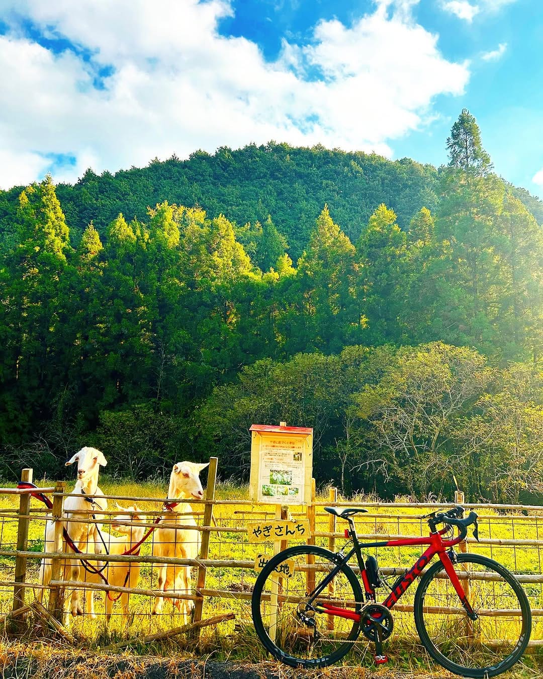 Post 5 by takachan🚴‍♂️cycling on Instagram (image)