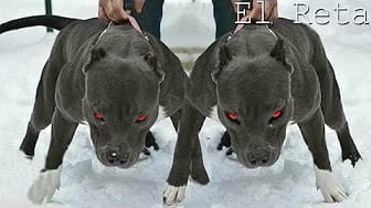 Post 4 by El Reta on YouTube (video)