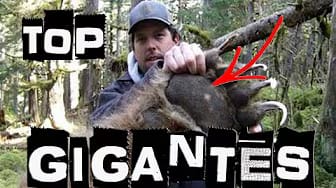 Post 2 by What the Top! on YouTube (video)