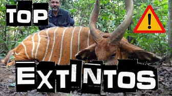 Post 5 by What the Top! on YouTube (video)