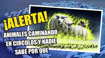 Post 8 by Generacion X on YouTube (video)