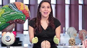 Post 4 by SINAPSIS: Connections between art and your brain on YouTube (video)
