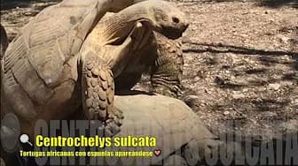 Post 9 by RaCology on YouTube (video)