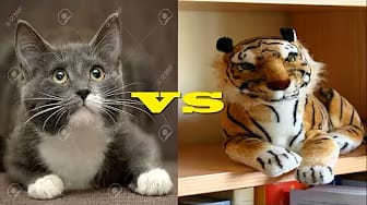 Post 3 by Videos Virales & Humor on YouTube (video)