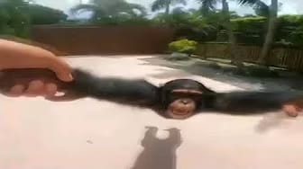 Post 1 by Avocado memes on YouTube (video)