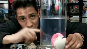Post 3 by Colecciones Oxlack on YouTube (video)